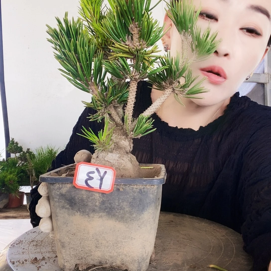 无花朵植物形态多年生草本