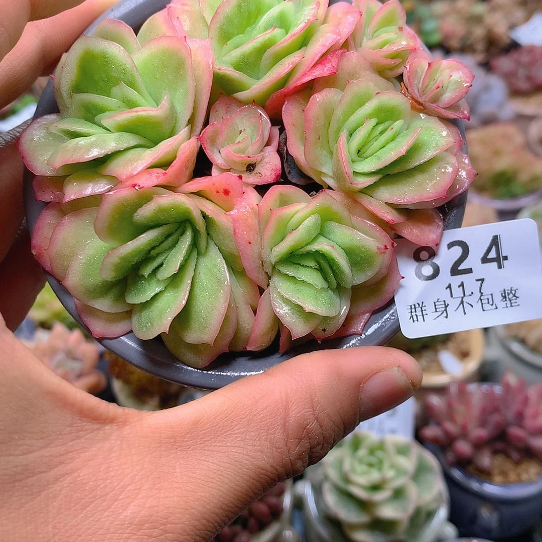 精控拇指盆11.7824