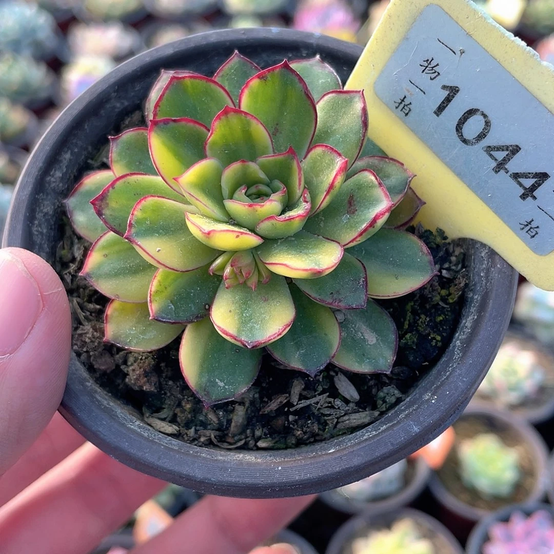 花锦1044号多肉植物