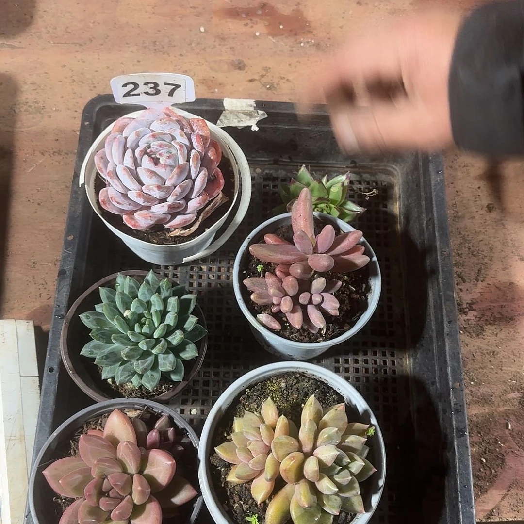 237同款一筐6颗123456