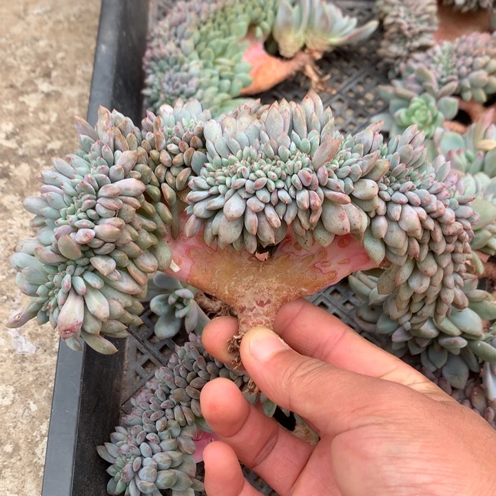 多肉植物爱丽儿树缀