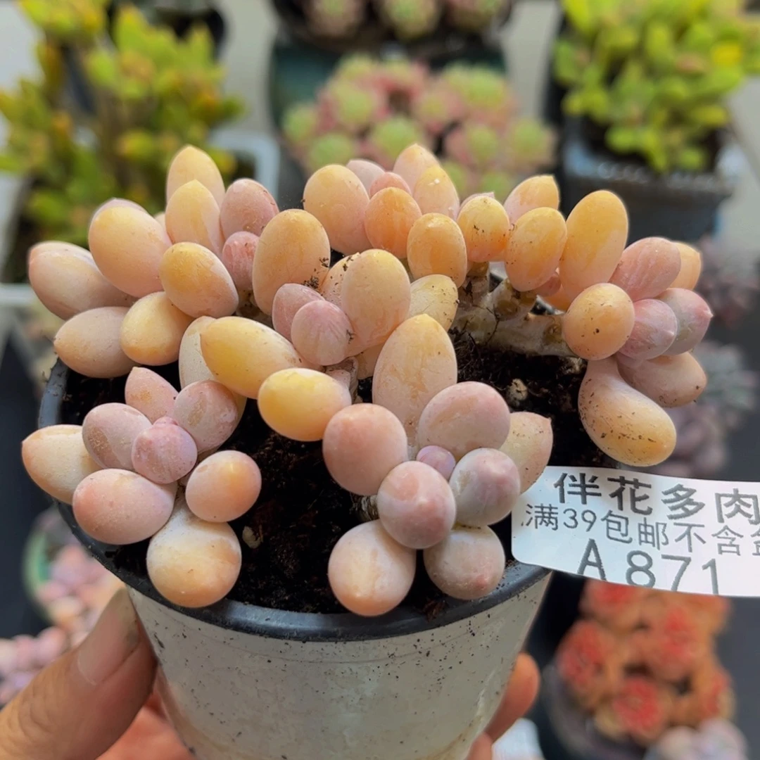 871香水手指8cm多肉