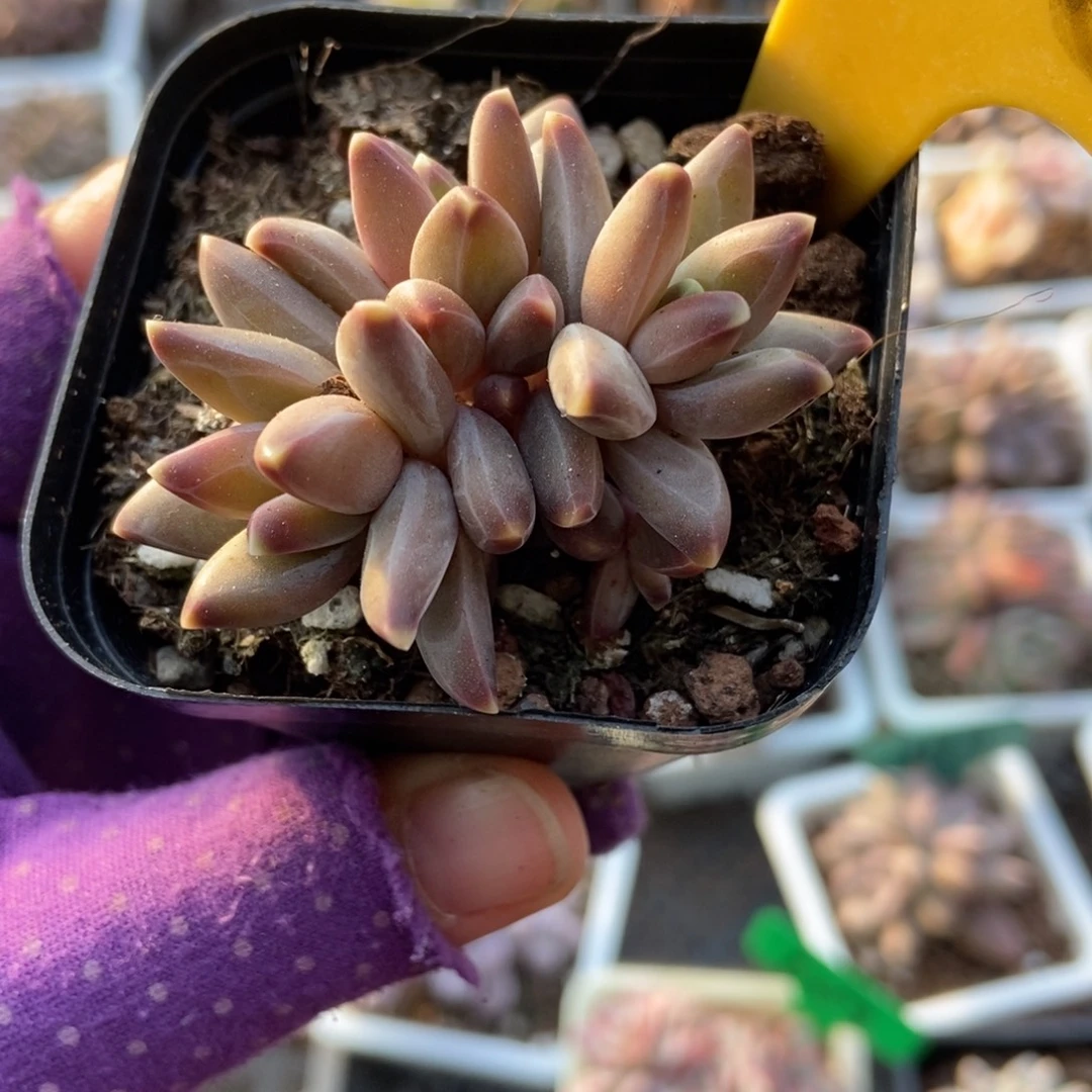 2108梵高美人多肉植物