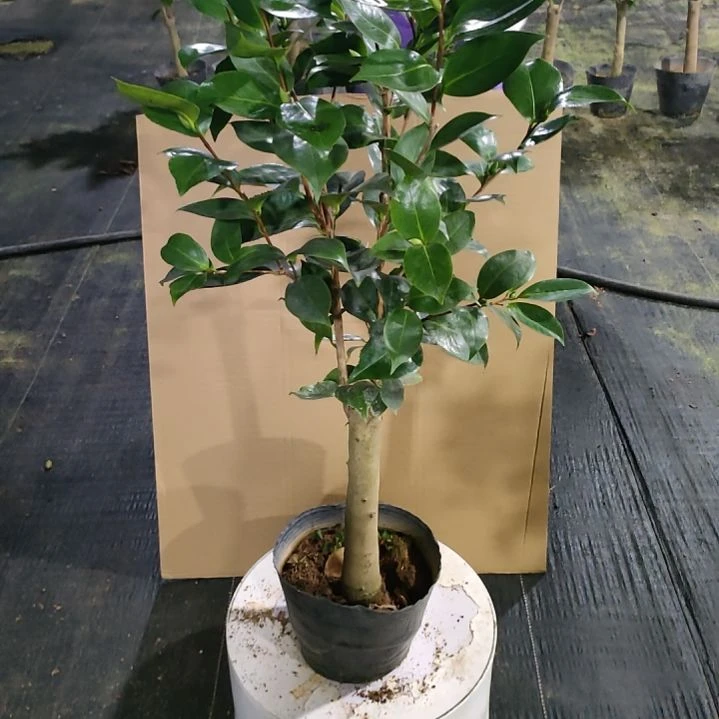 521依恋贝蒂，原盆原土发货，不包邮