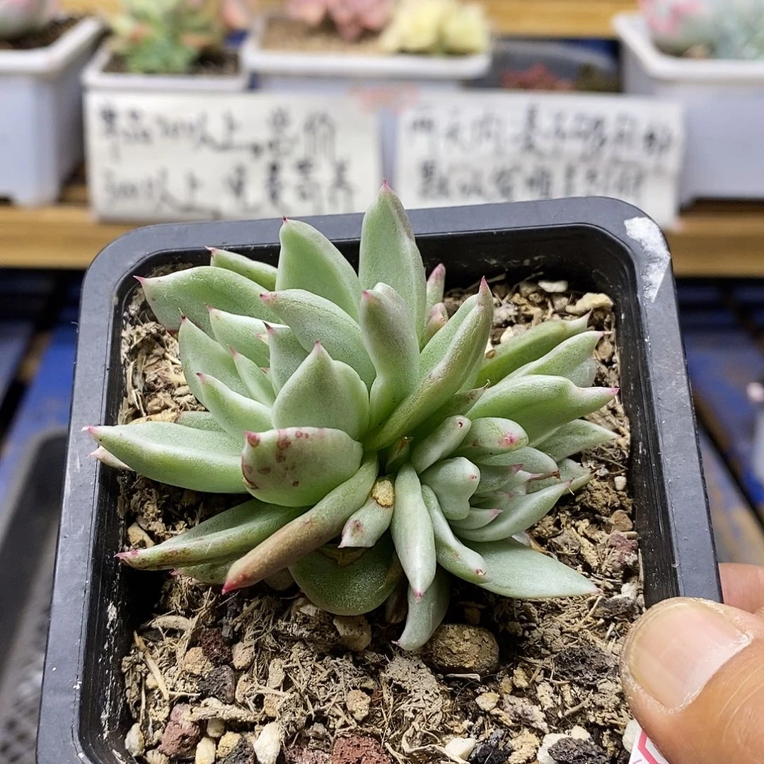 09184 怪物玛利亚锦