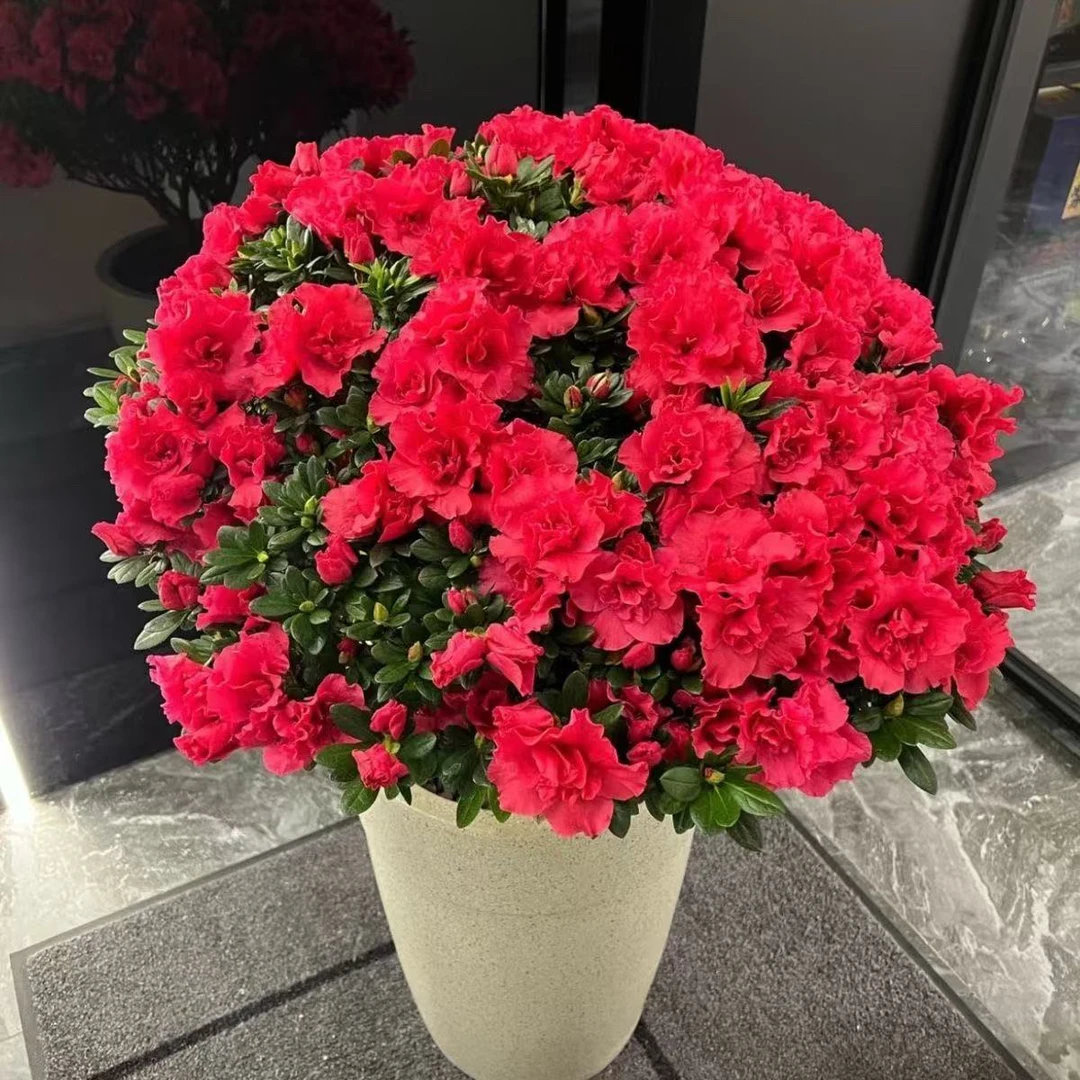 比利时四季杜鹃花室内庭院花园好养护顺丰包邮