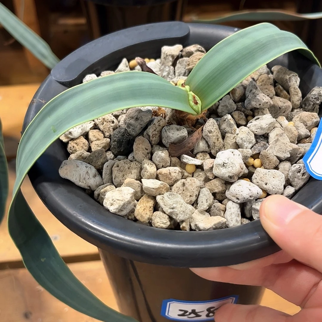潮流植物百岁兰，卷叶113