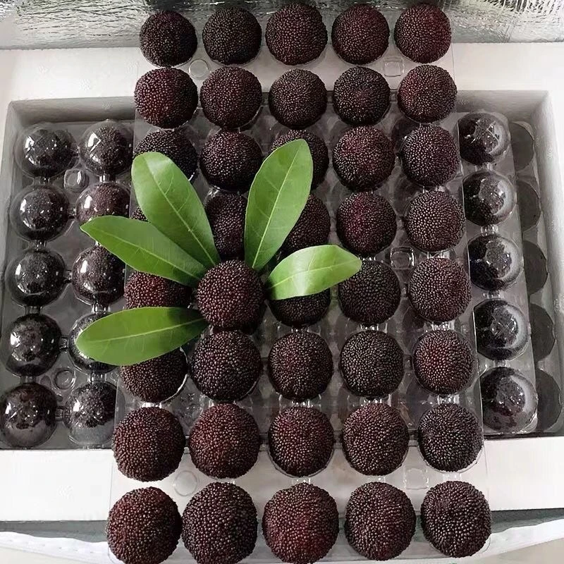 正宗仙居荸荠杨梅当季新鲜水果现摘现发礼盒装