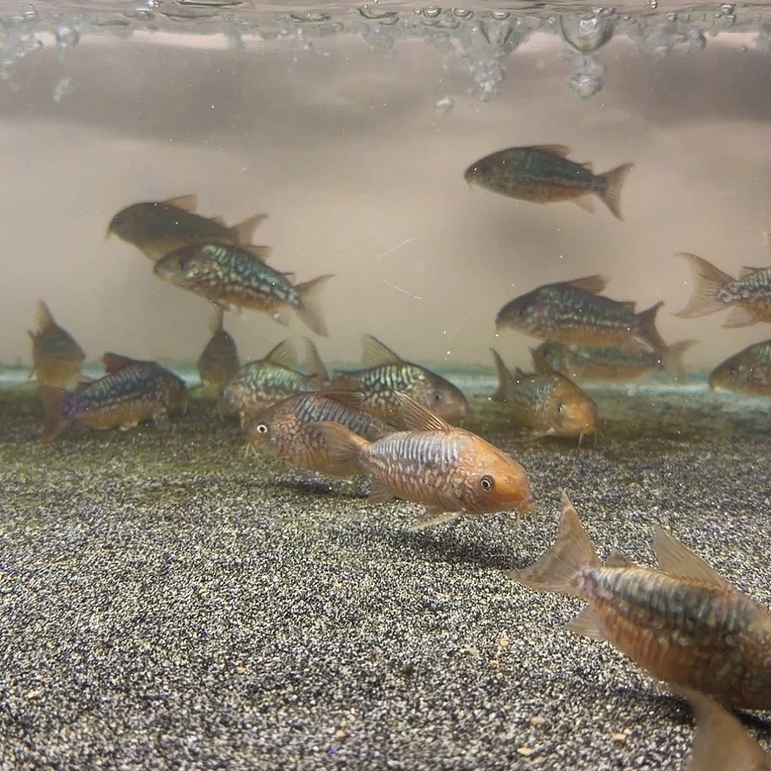 鼠鱼7-8cm爆花潘鼠 1只 不包邮