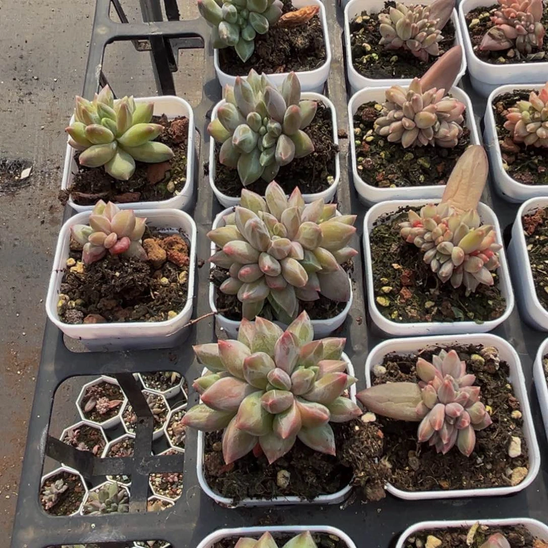 6颗一组6颗一组一组