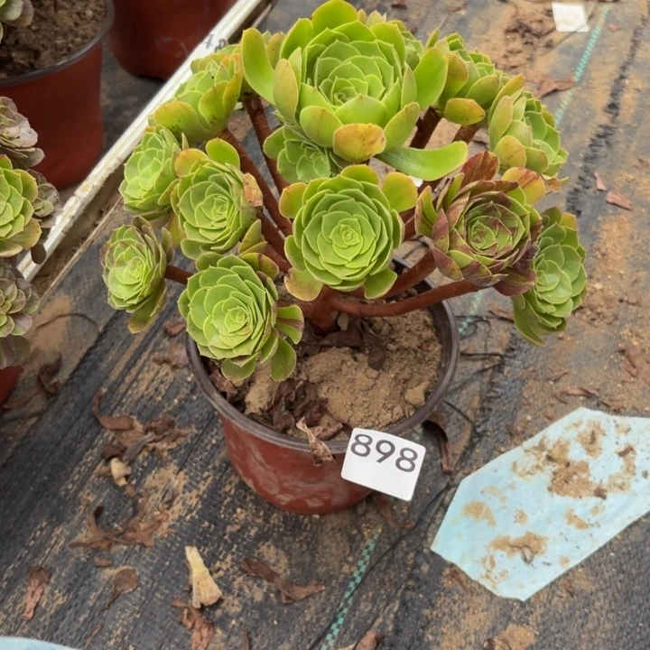 圣罗兰多肉植物不包损898