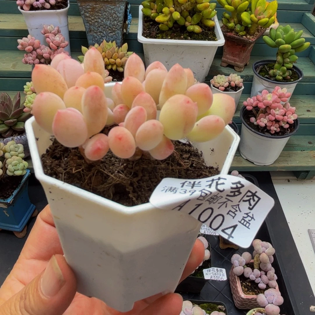 1004苹果奶5cm多肉