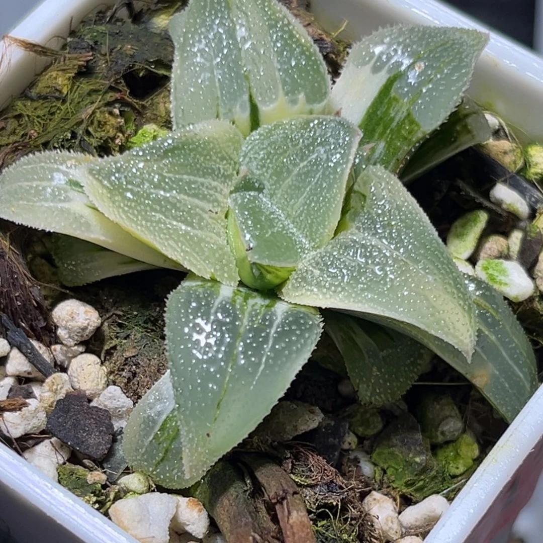 十二卷多肉植物73蓝光