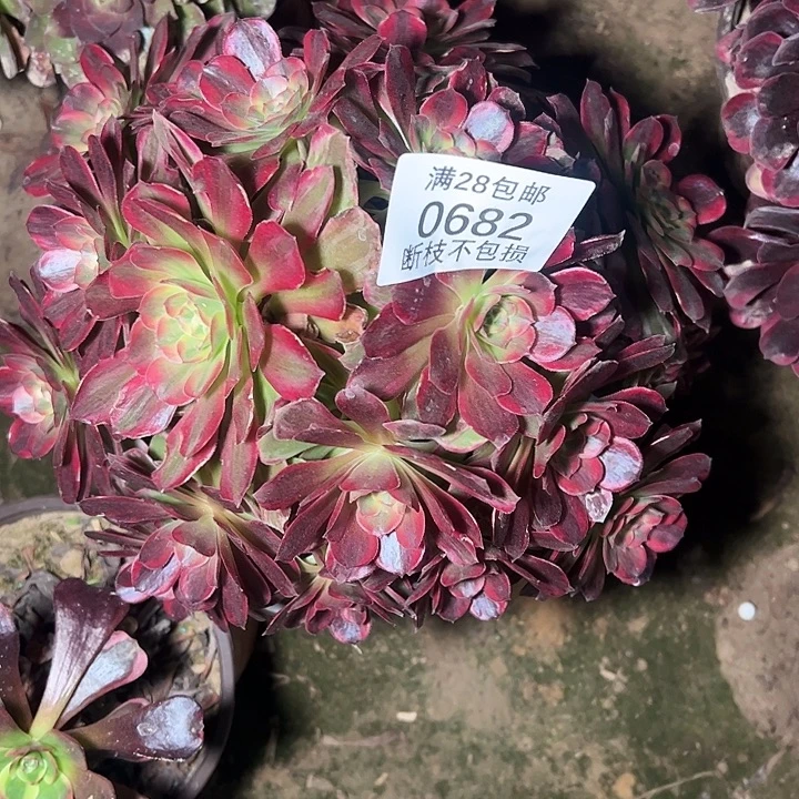 0682安娜多肉植物