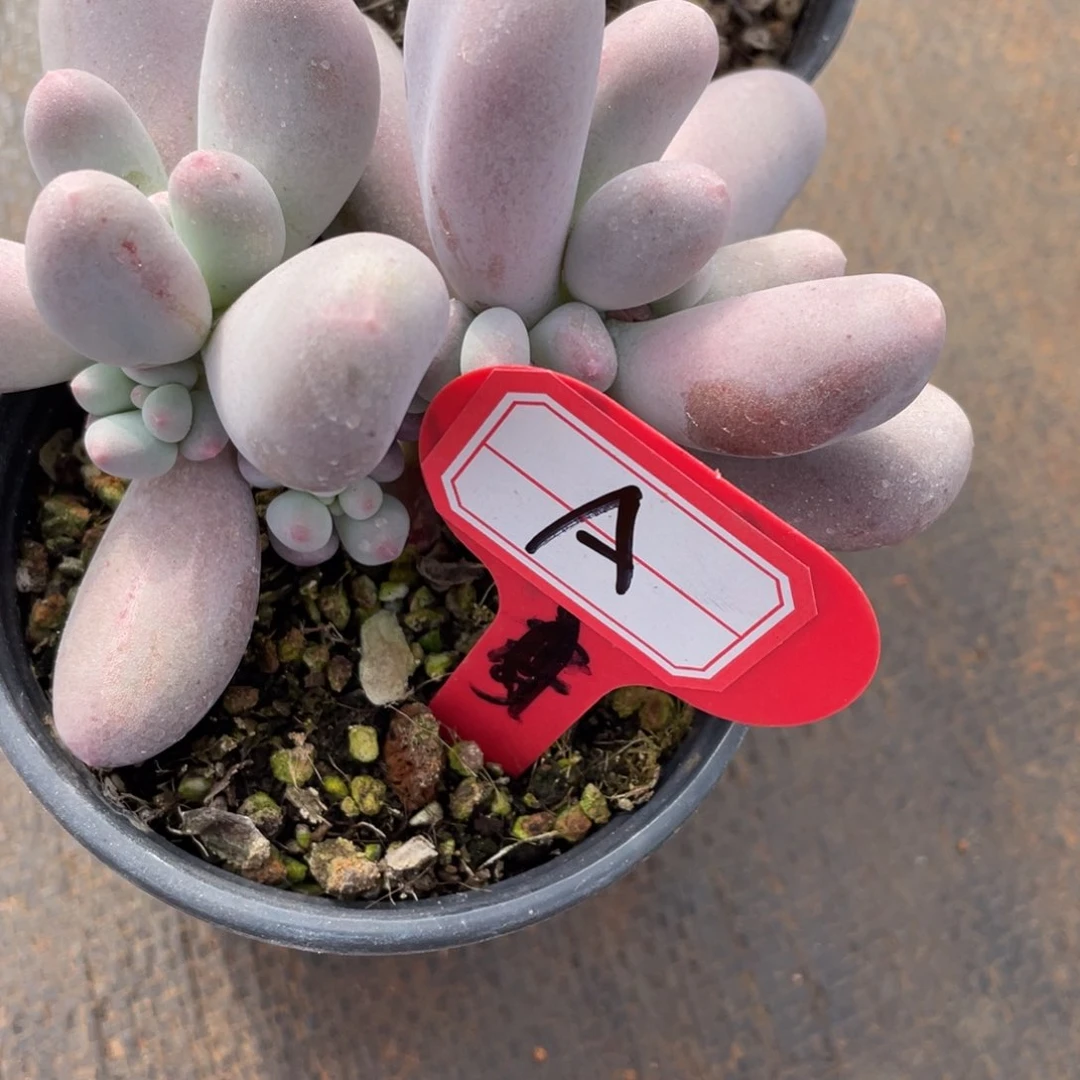 A**?姐姐说她真的有男朋友