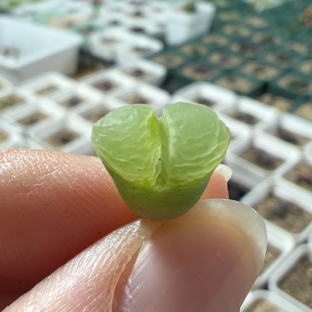 樱花x绿灯风铃拼手速