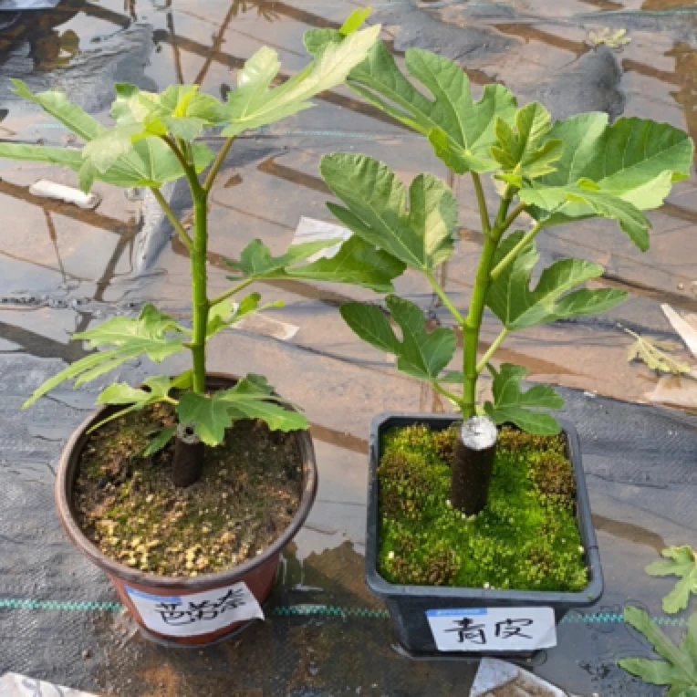 青皮芭劳奈2个品种发2盆原盆原土发货