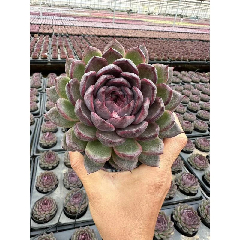 12#大紫怡多肉植物  前男友精品多肉 SM0700