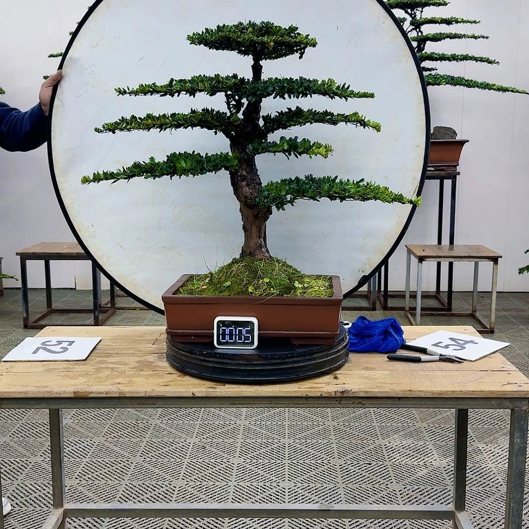 盆景珍珠红芽罗汉松盆景