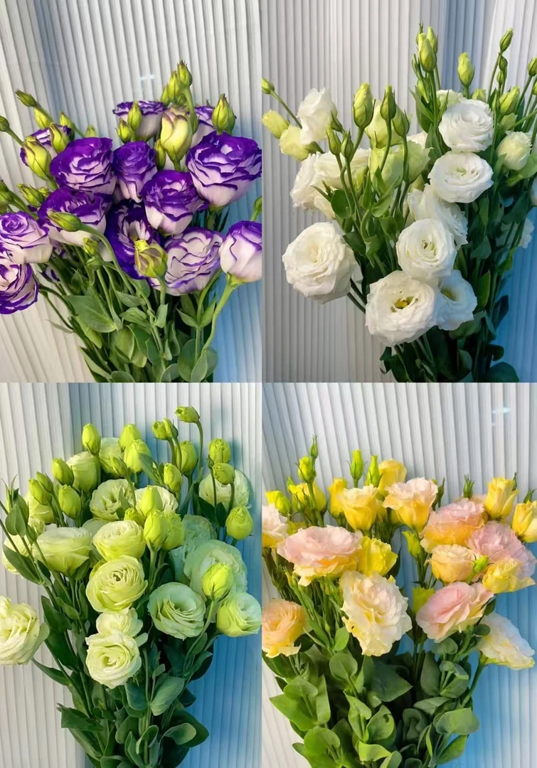 洋桔梗-鲜切花--云南基地新鲜现采现发-收到货醒花6-8小时