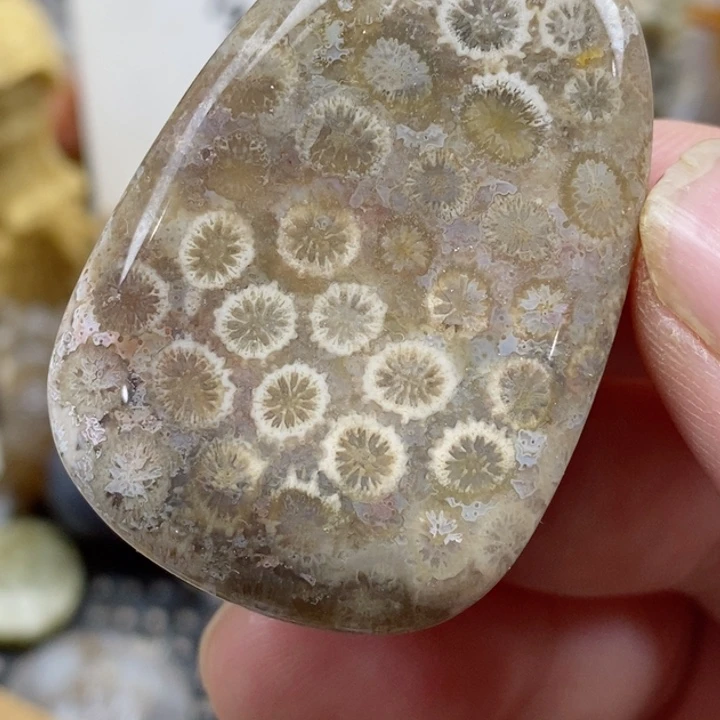 颈饰未镶嵌硅化珊瑚（珊瑚玉）