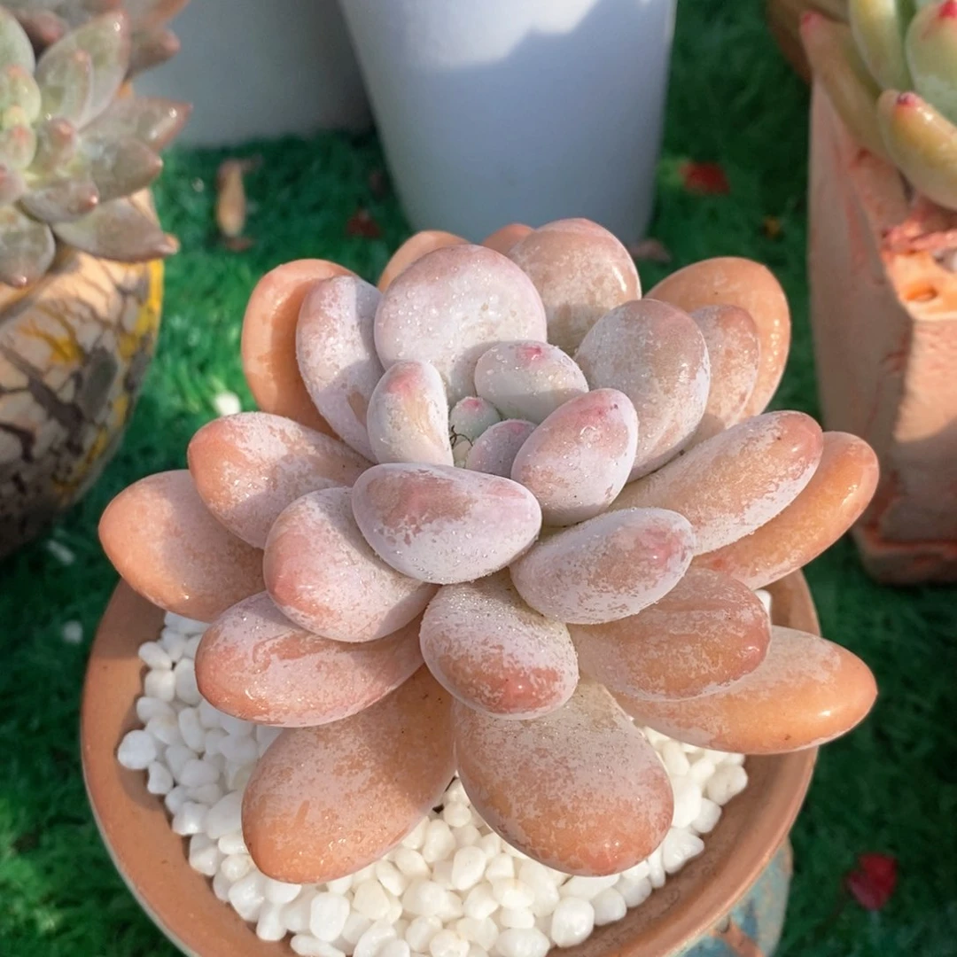 奶龙多肉植物盆栽