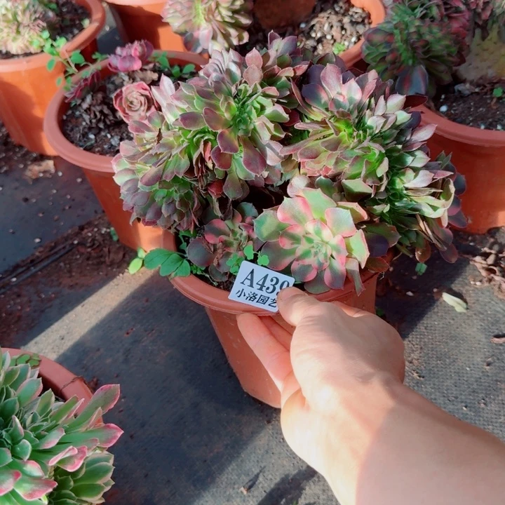 439号香妃缀化法师植物