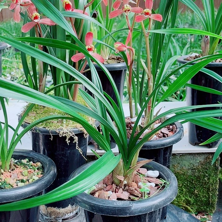 兔***猫完全开放一物一漂亮