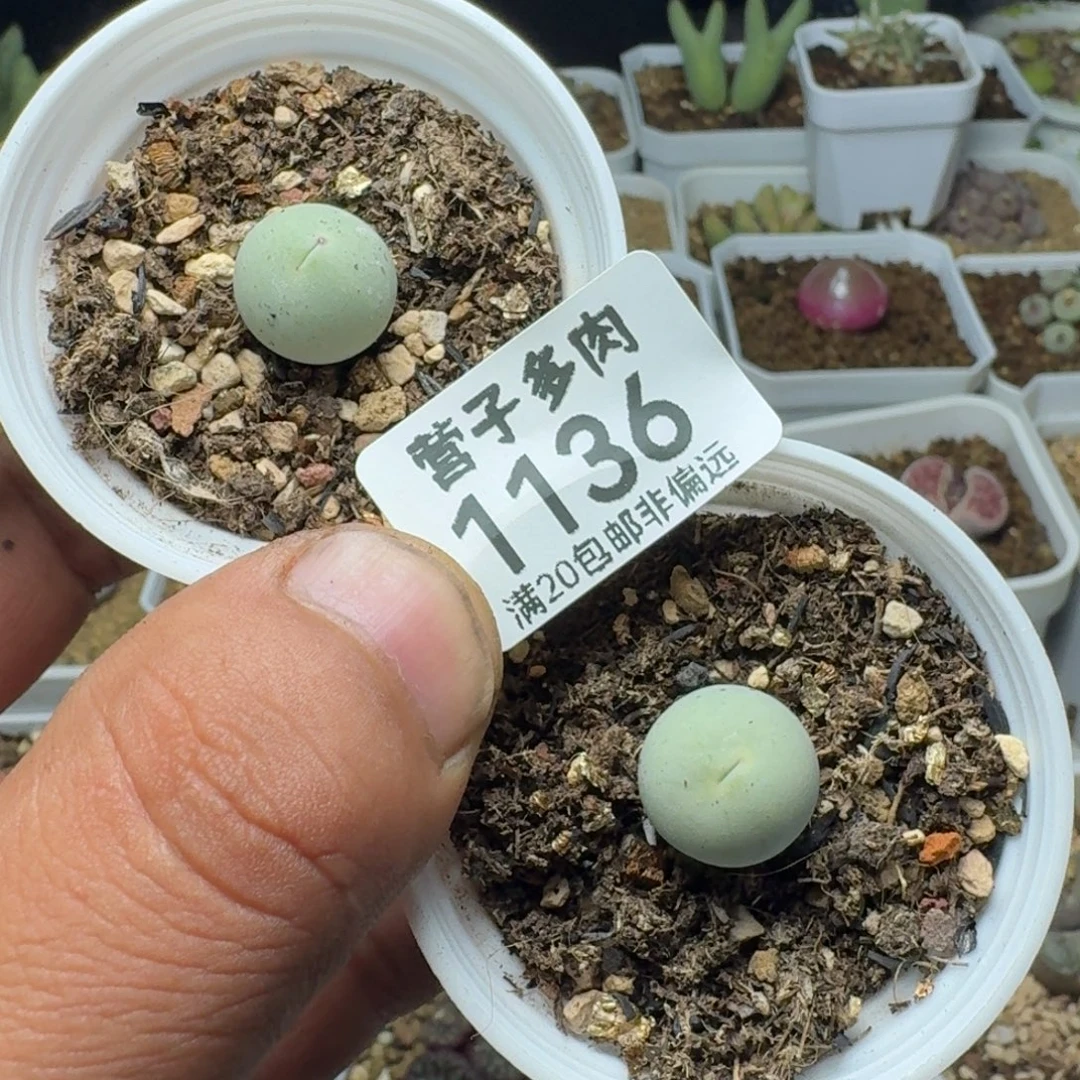 鸽子蛋两颗。