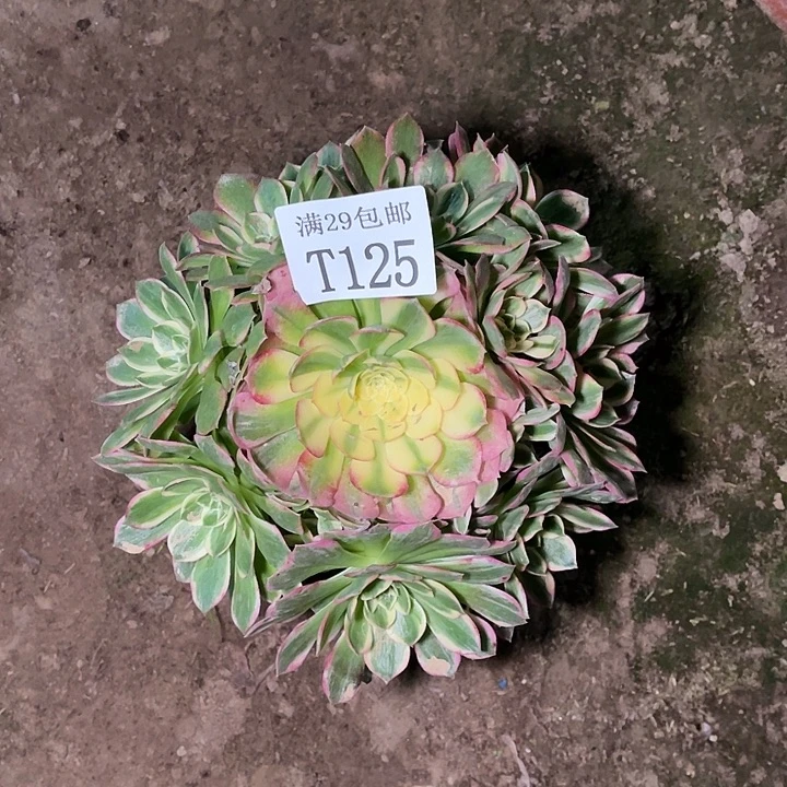 125海王多肉植物