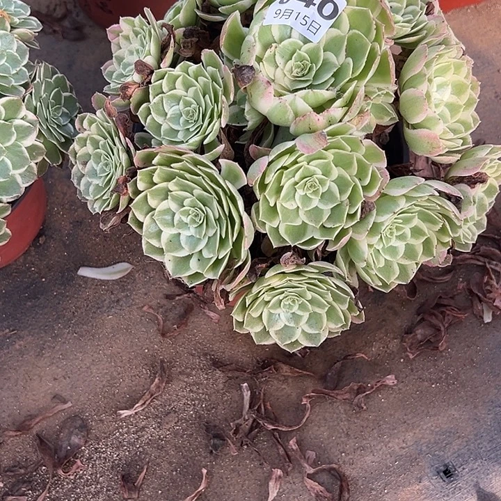 9.15-40海王多肉植物1