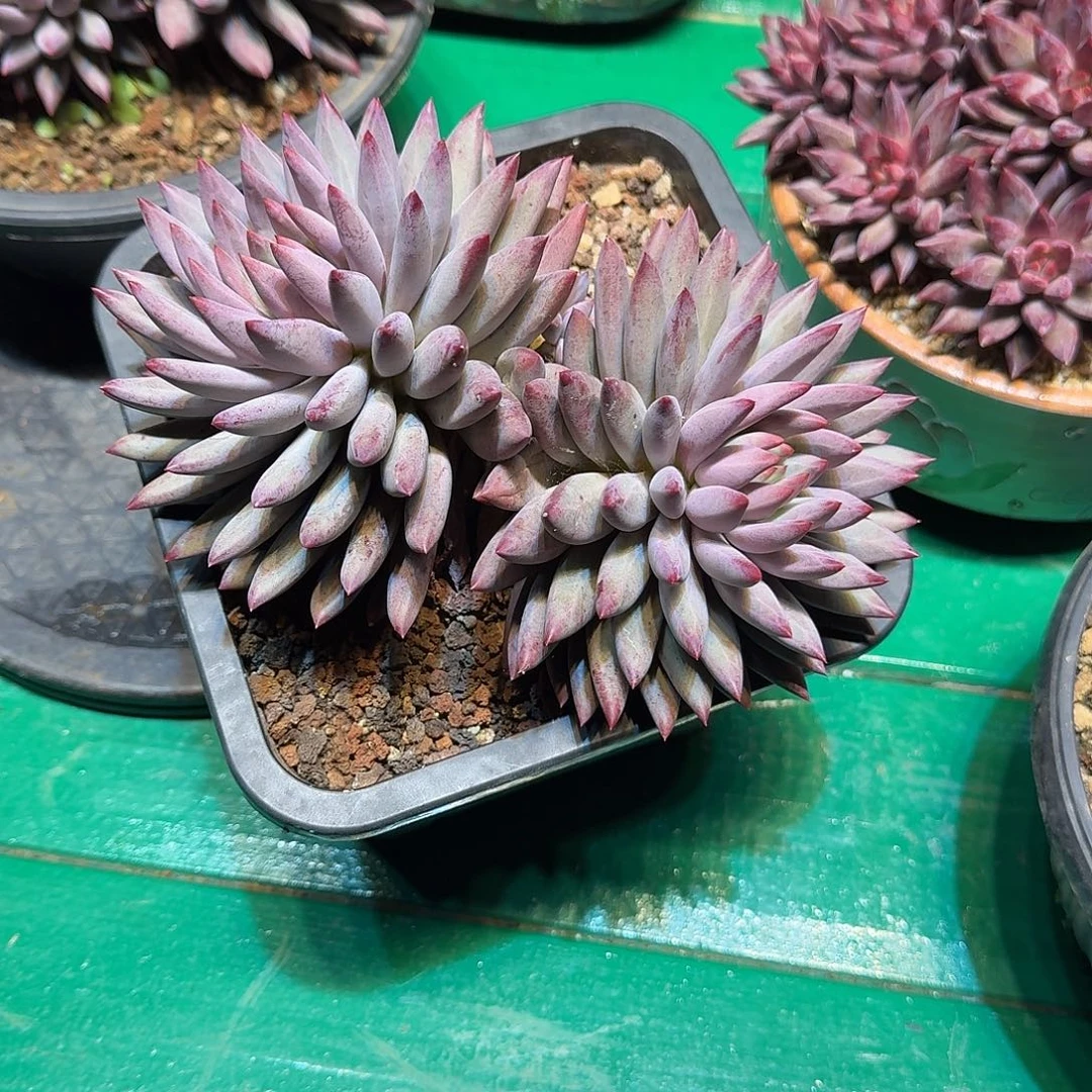 多肉植物多肉植物