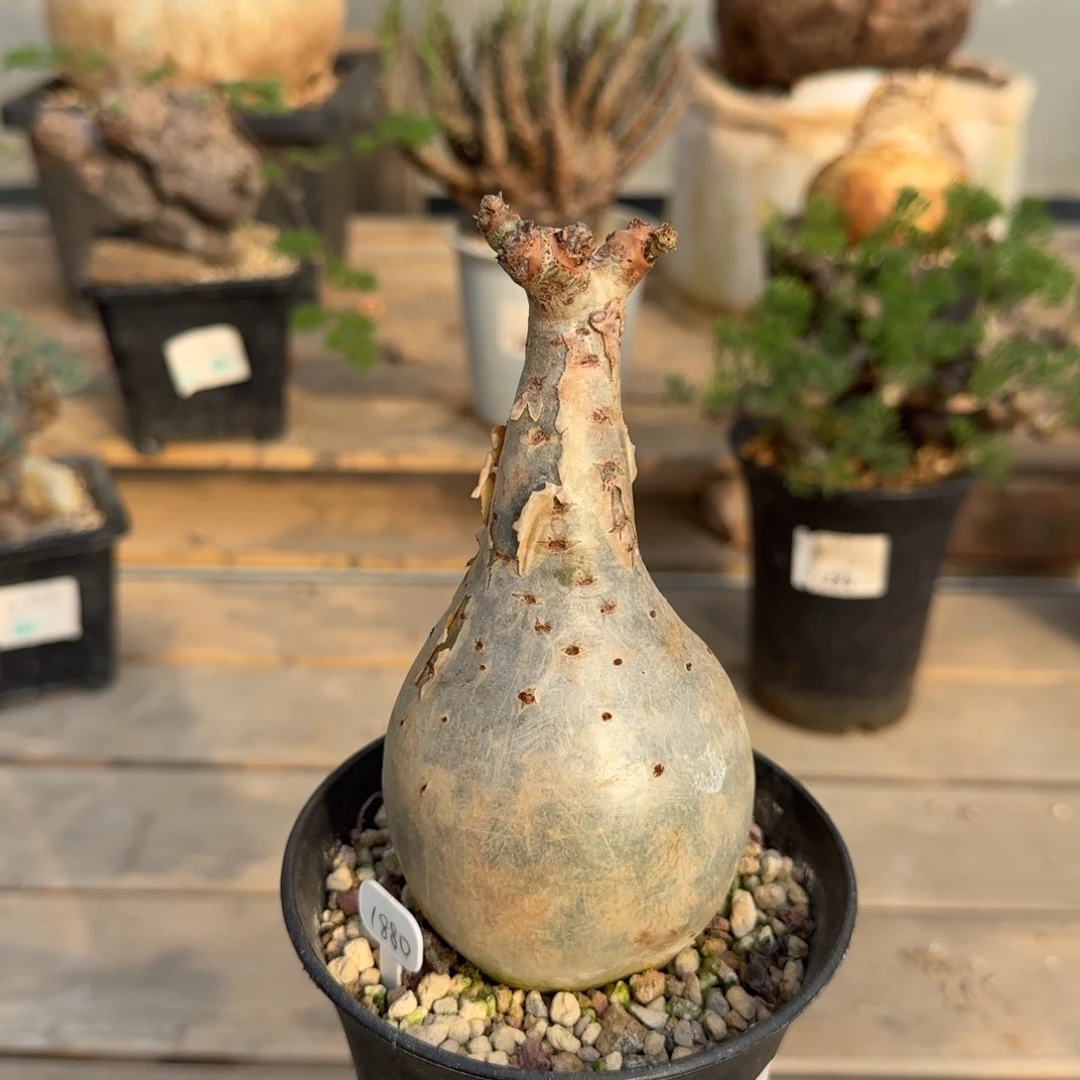 117索马里小叶葡萄块根植物