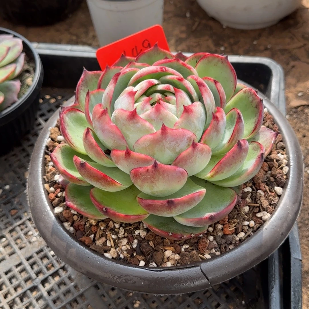 包子惊鸿一物一拍包装收缩花旱149