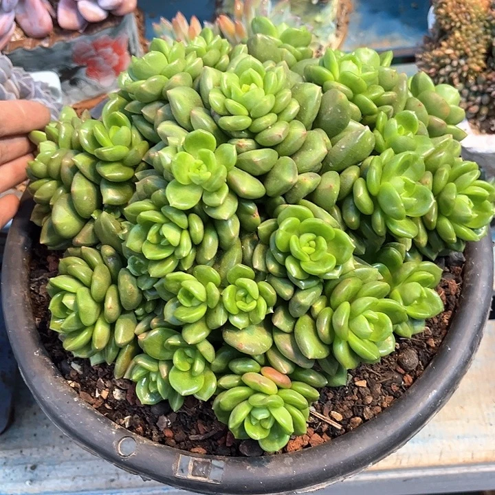多肉植物一物一拍