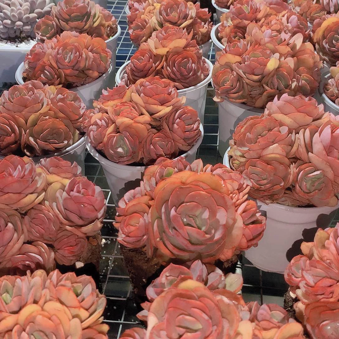 秀妍手捧23567889990000