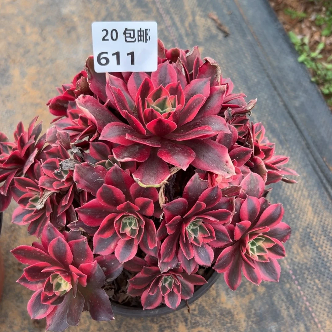 用***？611女妖，满20包邮嘟叮熊