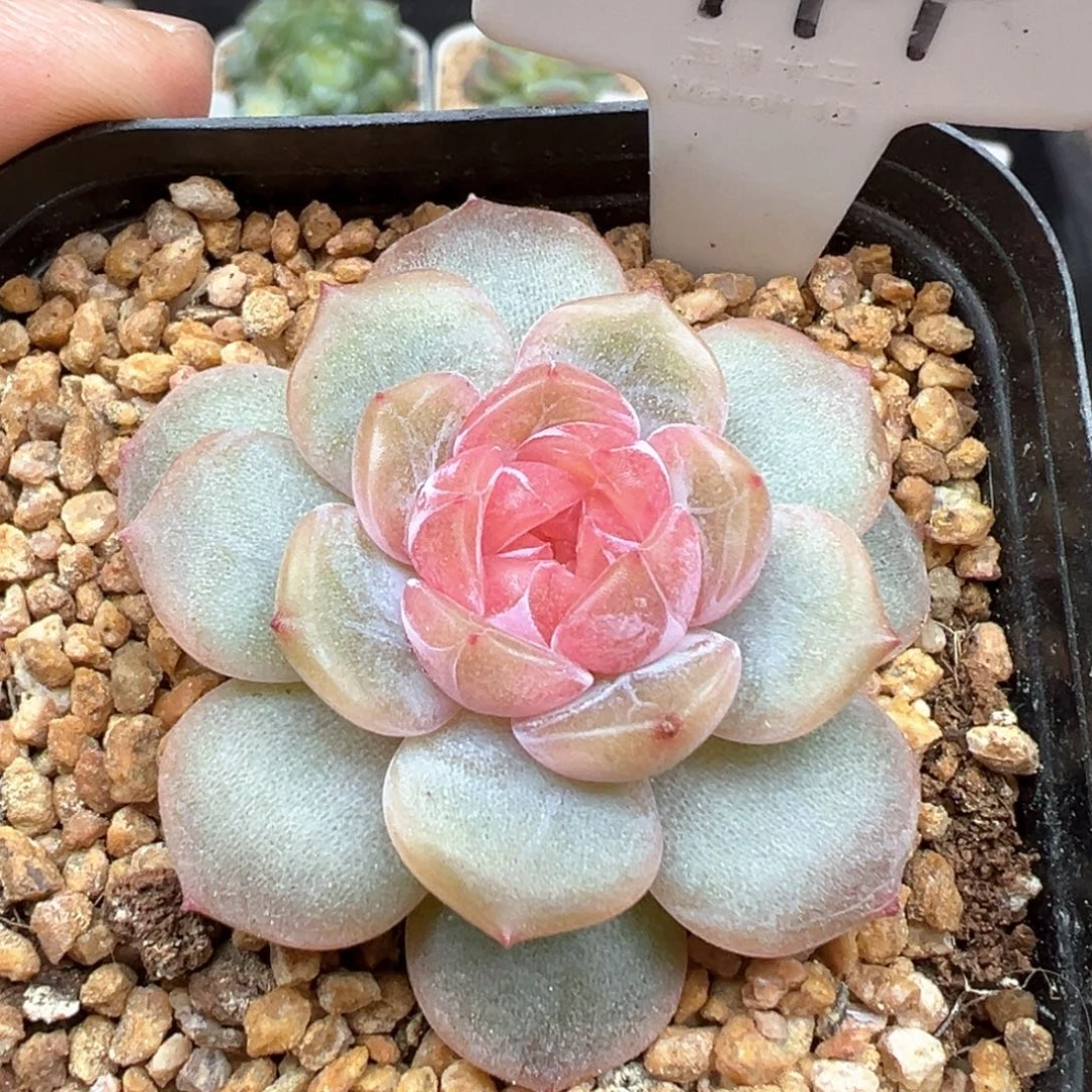 144号粉色恋人 晗雨多肉