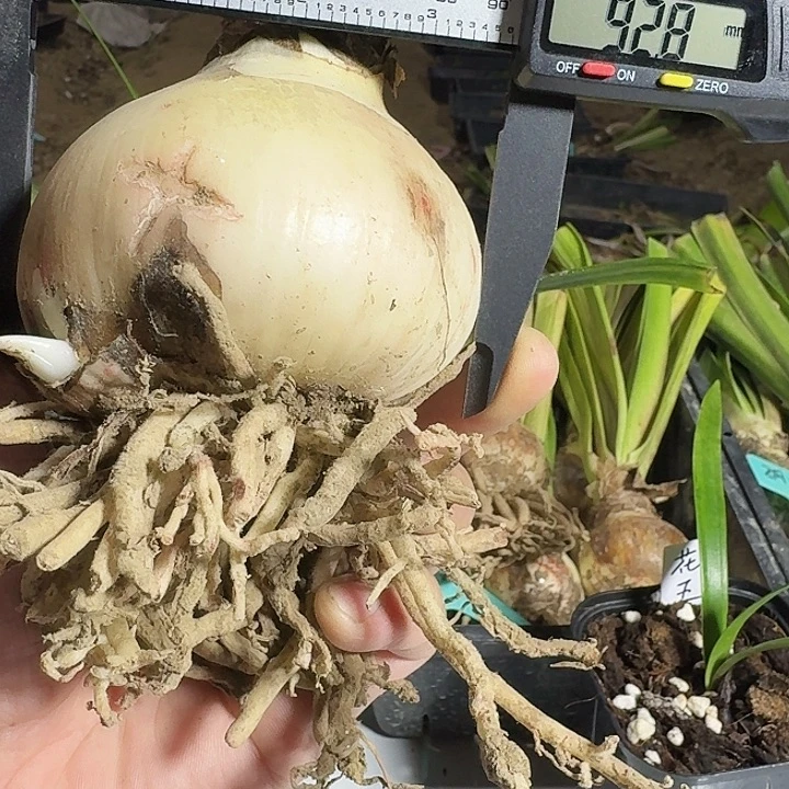 爱瞳朱顶红一棵9+