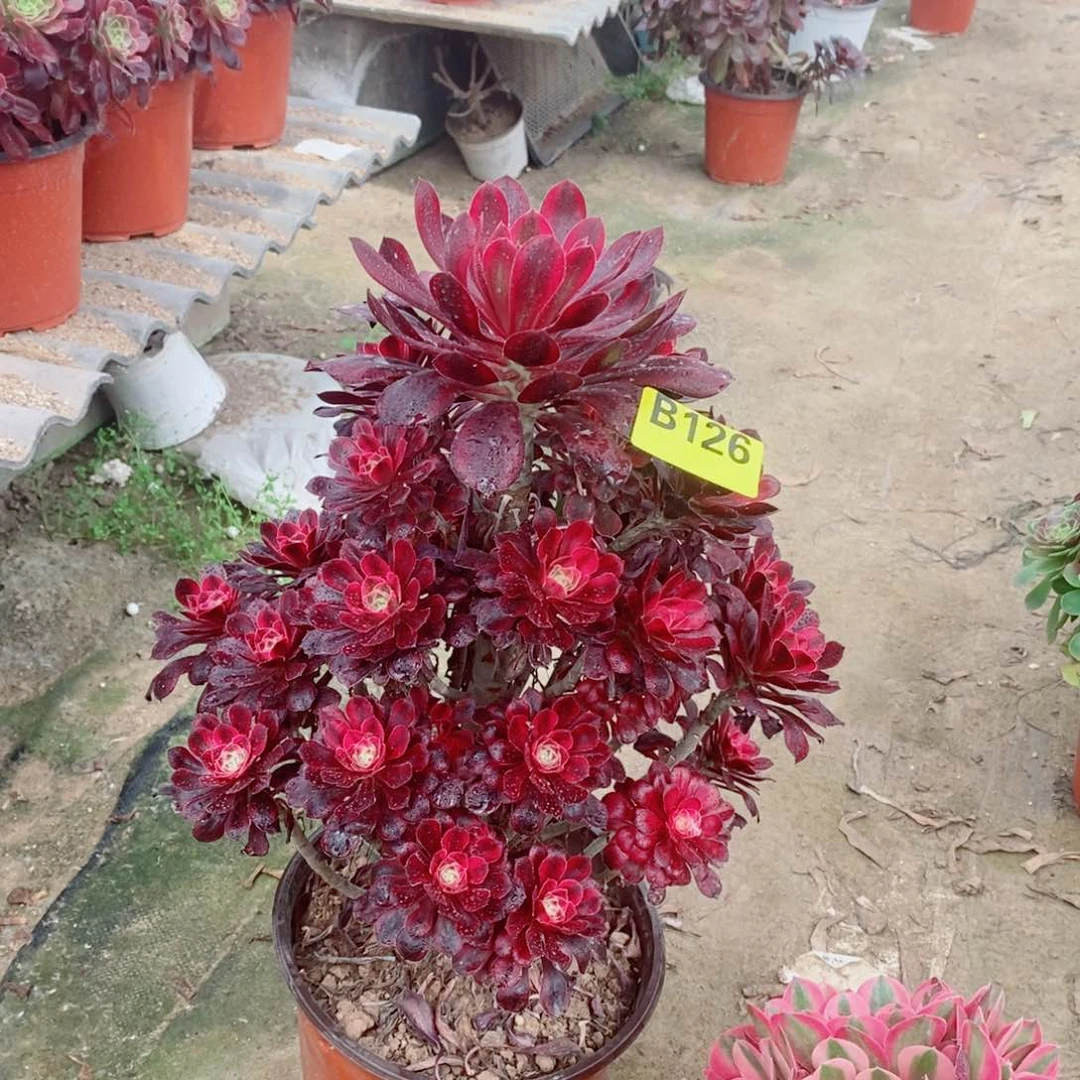 香奈儿多肉法师126