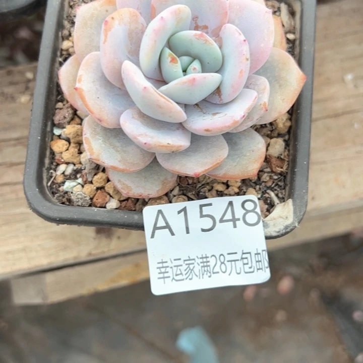 愛***丽幸运的是我的朋友们都