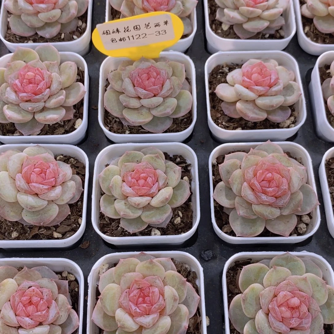 1122-33-精品幻影糖心单头一个
