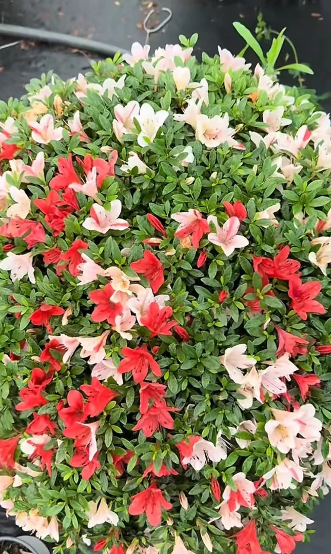 杜鹃花盆栽花卉五彩杜鹃