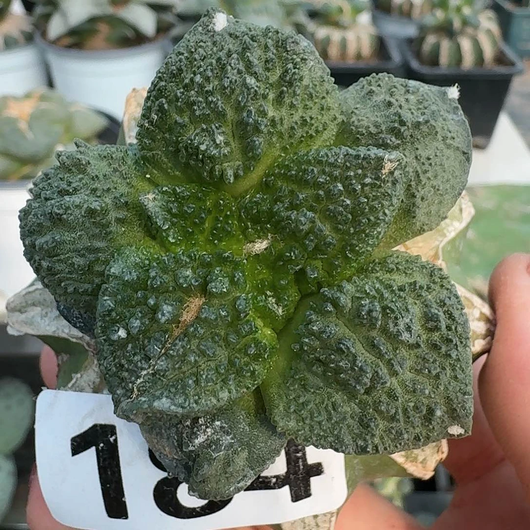 【闪购商品】无花朵一**华哥斯拉184