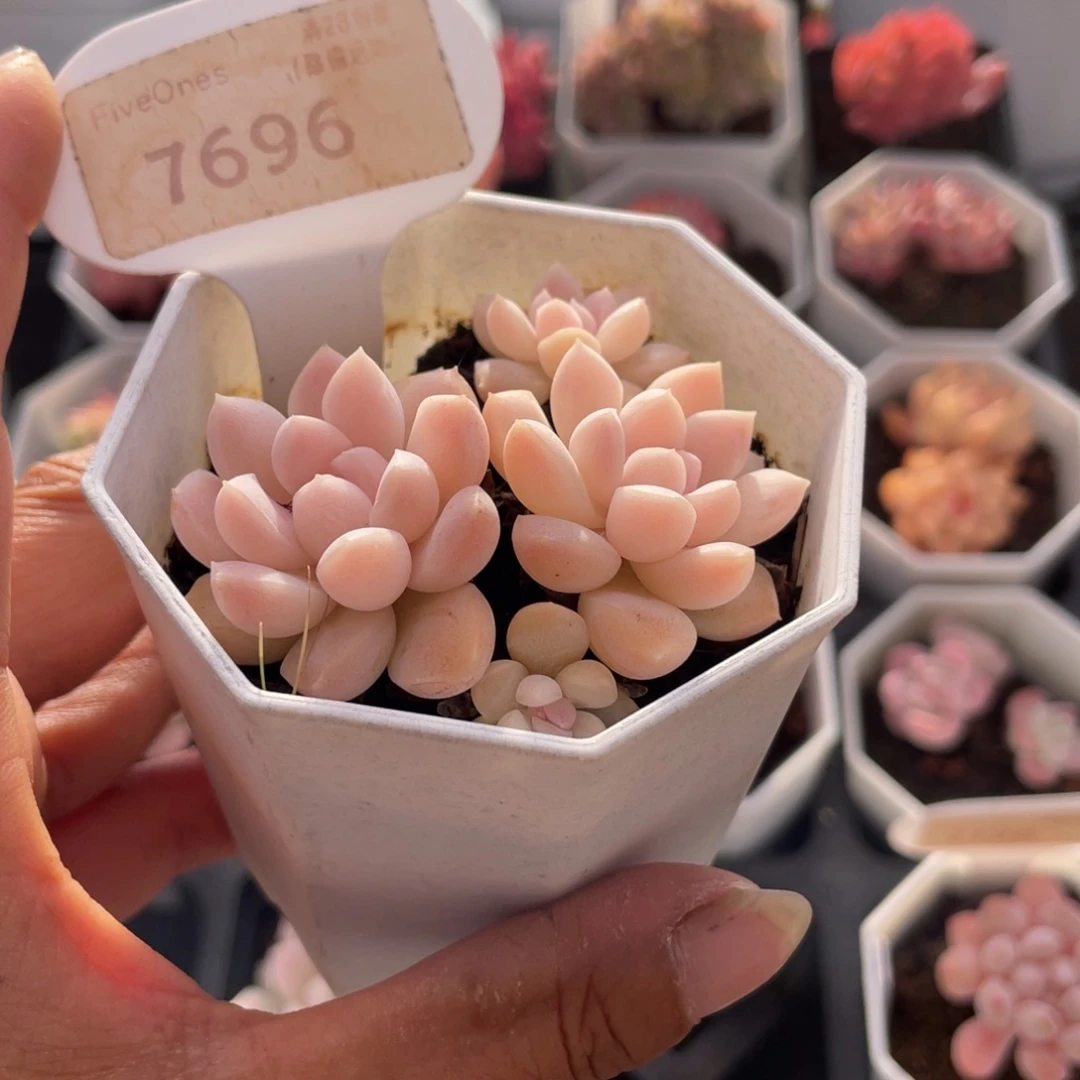 白雪7696-6.0厘米