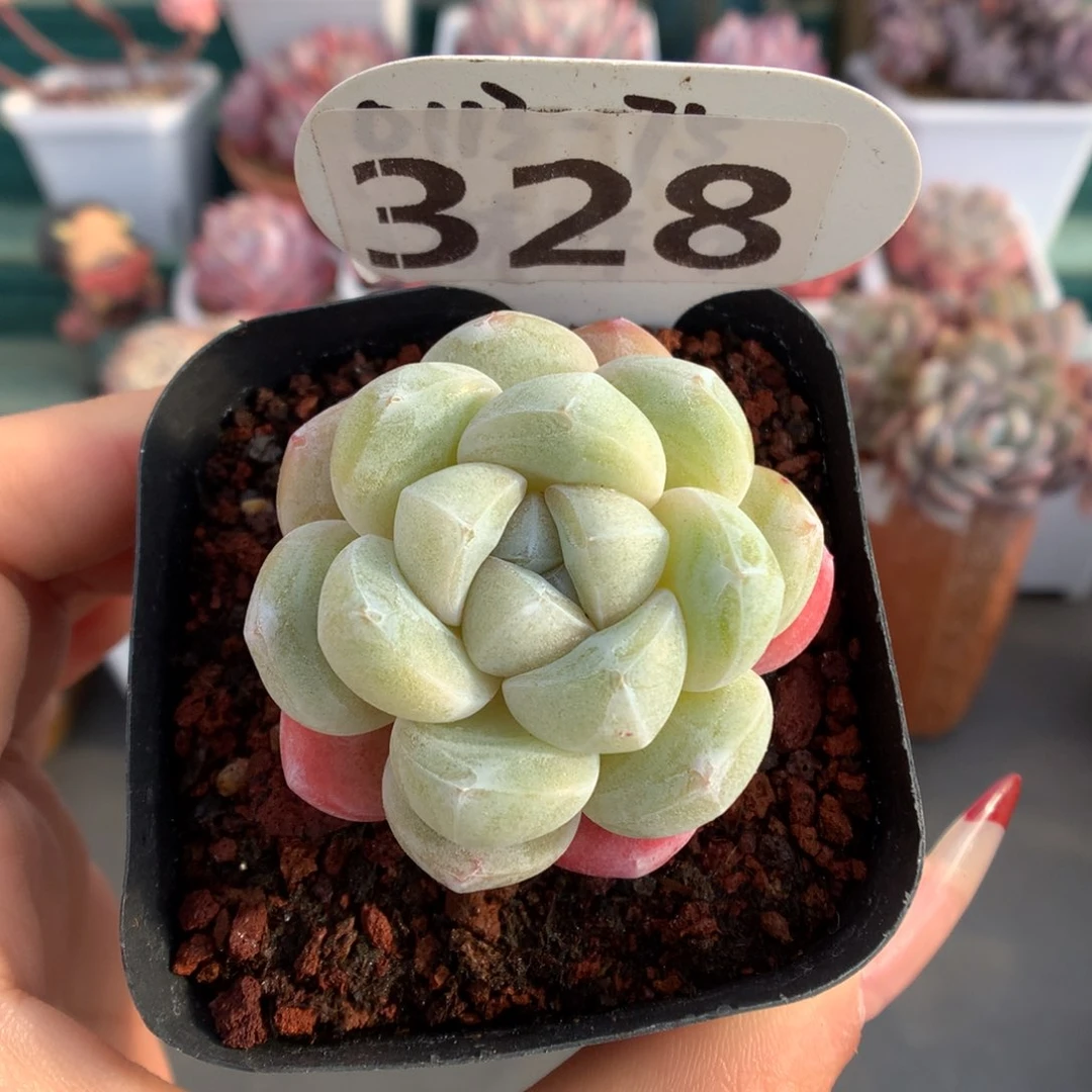 328冰宝宝多肉植物