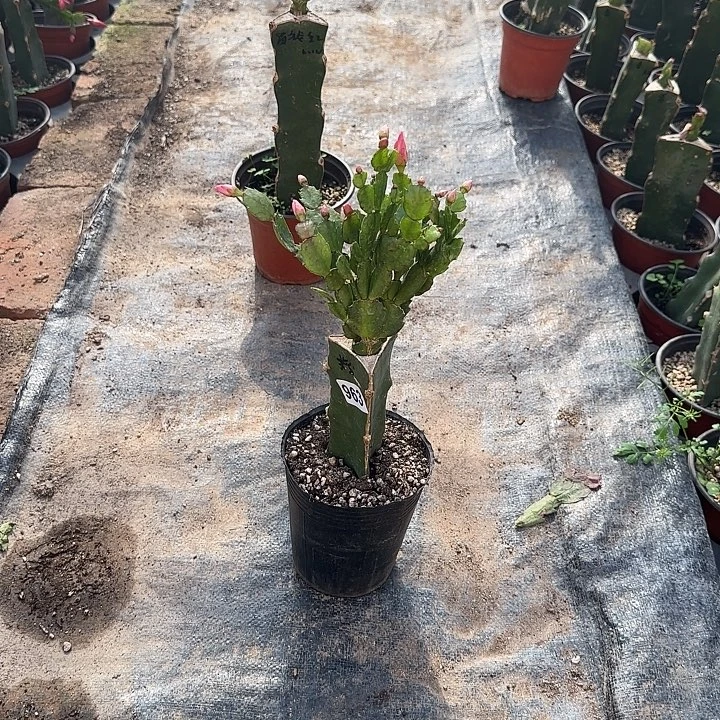 じ****963嫁接蟹爪兰：粉色（随单）