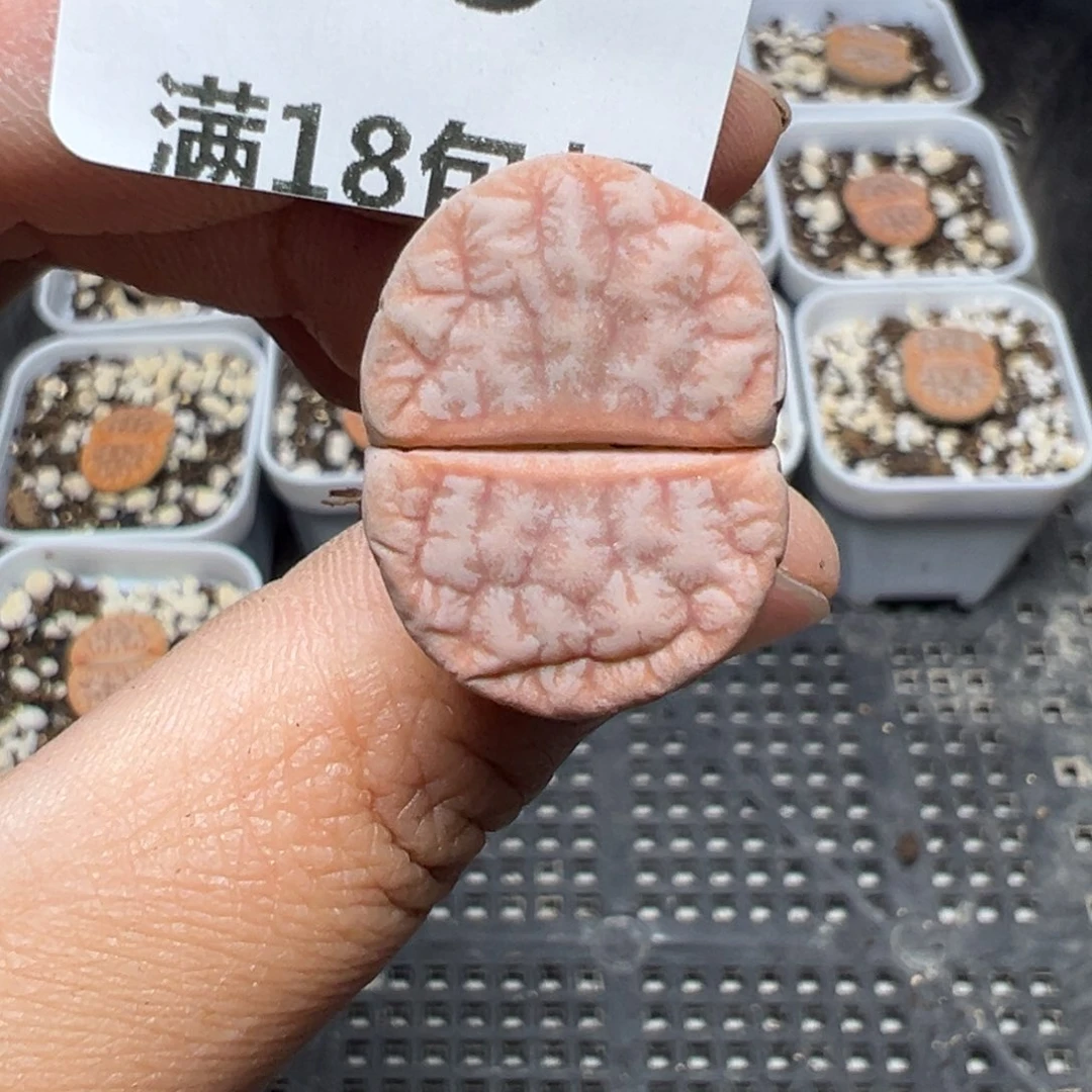 【闪购商品】585……