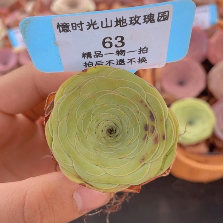 山地玫瑰63裸根发货不售后