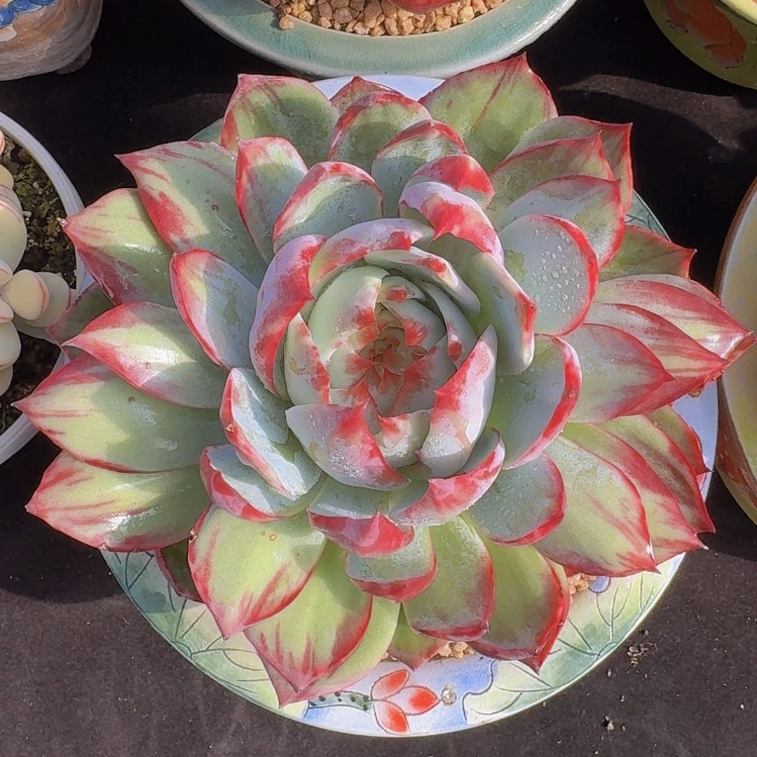 惊鸿仙子一物一拍